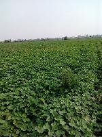 紅薯苗批發與代理 薯類銷售市場的前景與策略