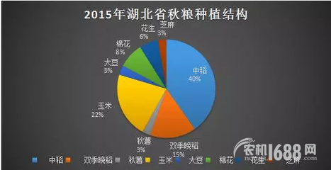 夏糧豐收后，秋糧種植新選擇 薯類作物的市場機(jī)遇與銷售策略