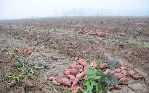 紅薯滯銷，汗水與淚水交織的秋收之痛